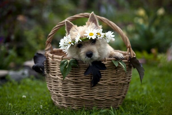 Cute little dog with a wreath on his head