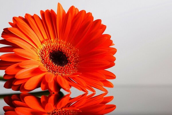 Red flower. Reflection. Desktop screensaver