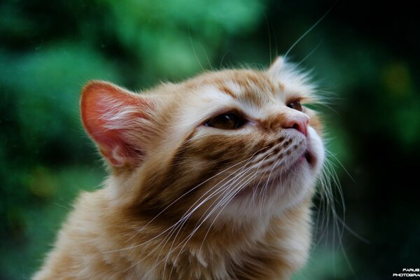 Flauschige rothaarige Katze mit Schnurrbart