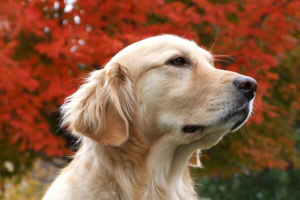 Cute little dog performs commands