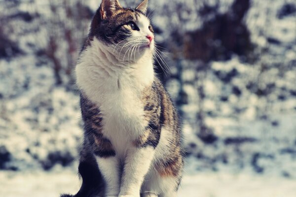 Eine große erwachsene Katze schaut zur Seite