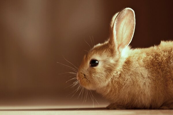 Portrait of a white bunny on the background