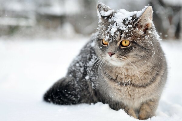 Gato peludo cinza com olhos laranja alegra-se com a primeira neve