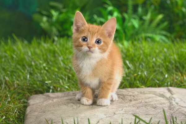 Pequeño gatito pelirrojo con ojos azules