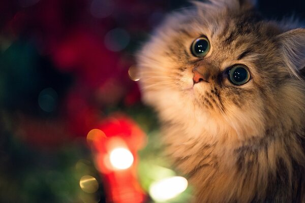 A beautiful cat for Christmas