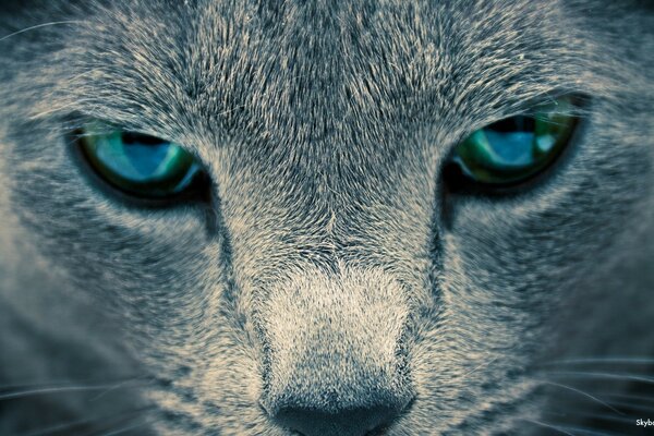 Gray face of a cat with blue eyes