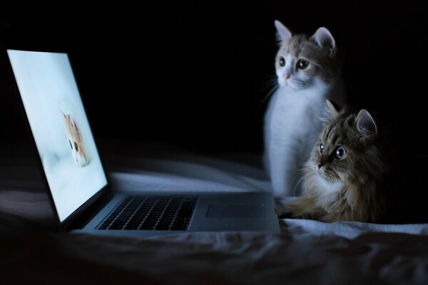 Котята смотрят на фото котиков