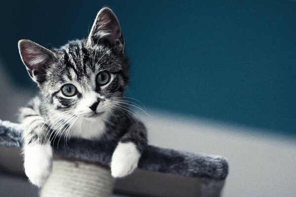 Striped gray kitten on the house