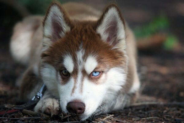 Portrait of a dog with piercing blue eyes