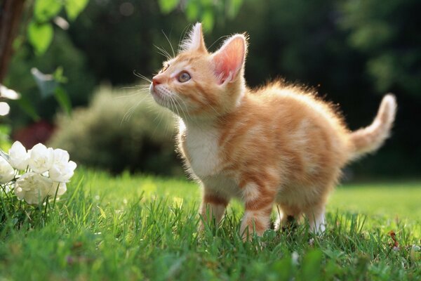 Petit chaton marche sur l herbe