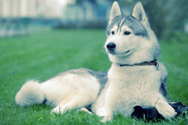 Masaüstüne büyüleyici doğurganlık köpekleri