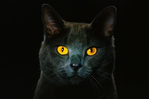 Beautiful black cat with yellow eyes