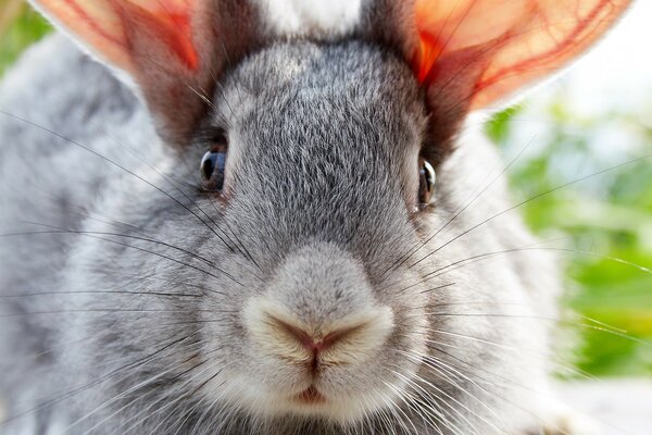 Portrait d un lapin gris avec des oreilles roses