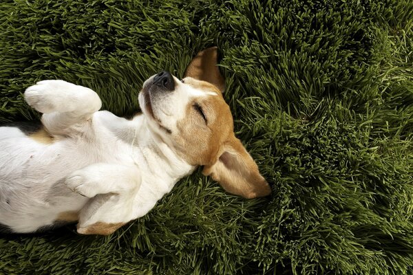 Corgi bonito na grama