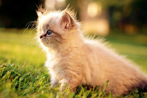 White Persian kitten outdoors