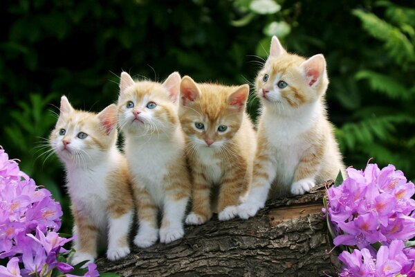 Cute red kittens on a log