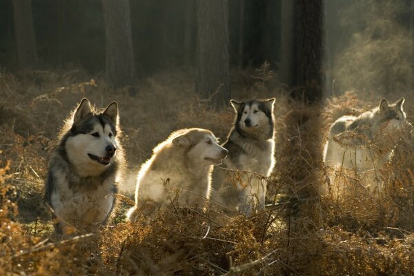 Cztery wilki obserwują w lesie