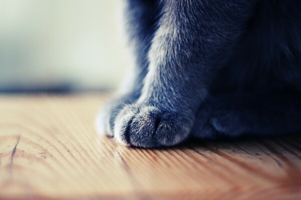 Pés de gato em pé no chão de madeira