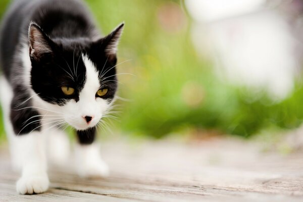 Eine schwarz-weiße junge Katze bemerkte das Opfer