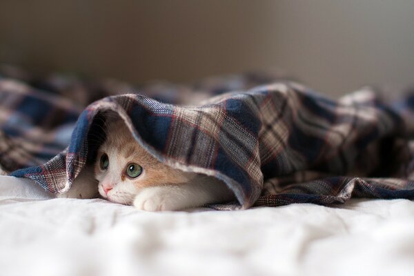 Chaton sous plaid à Carreaux