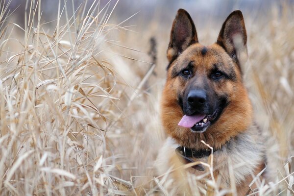Cão com coleira com a língua para fora no campo