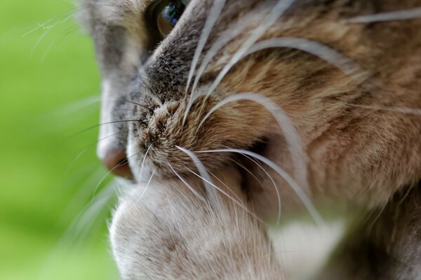 Cats washes on the grass on the background