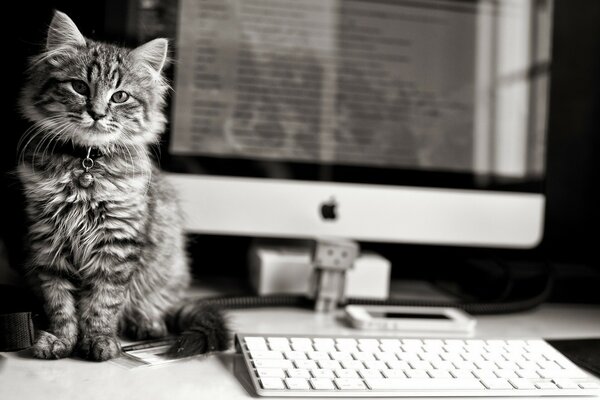 Fluffy cat with a sniff collar desktop