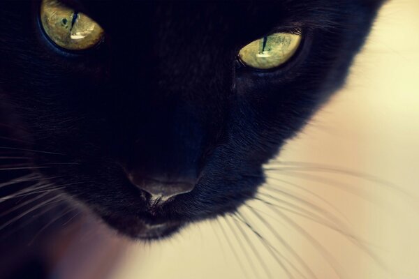 Gato preto com olhos verdes