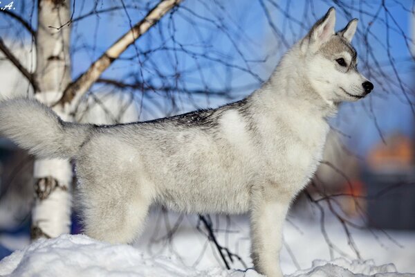 Beau chien gris moelleux dans la neige