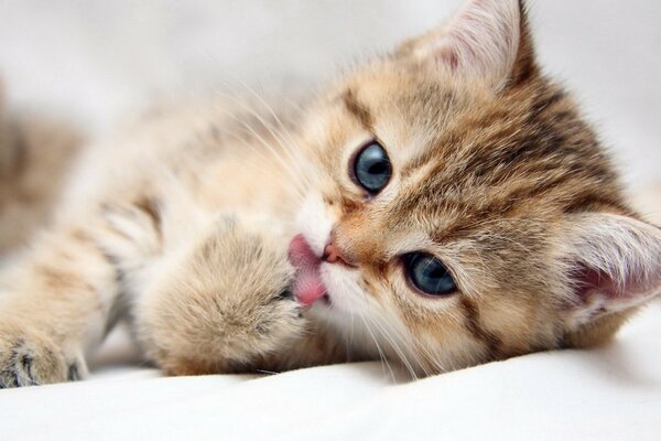 Красивый котенок показывает язык