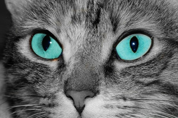 Close-up of gray striped cat face