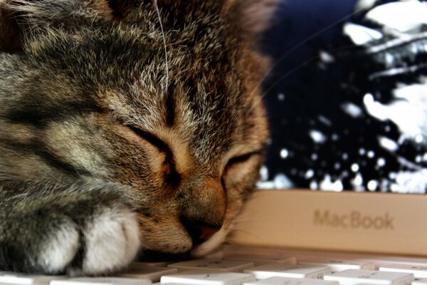 Retrato de un gato dormido en una computadora portátil