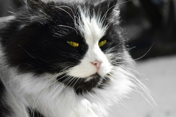 Gato blanco y negro con ojos amarillos entrecerrados