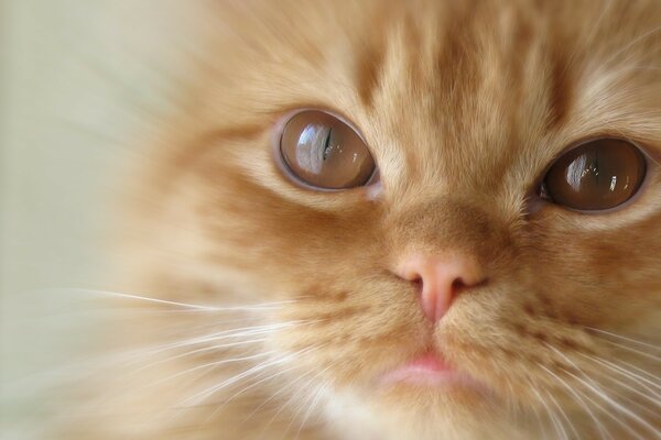 Portrait of a red cat with brown eyes