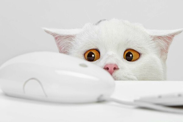 A scared white kitten and a computer mouse