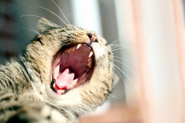 Gatto peloso schizza sullo sfondo