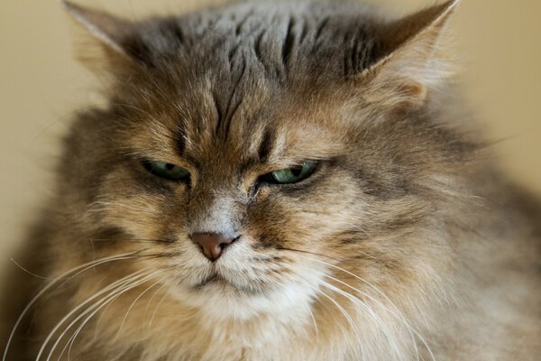 Porträt einer flauschigen Katze im Hintergrund