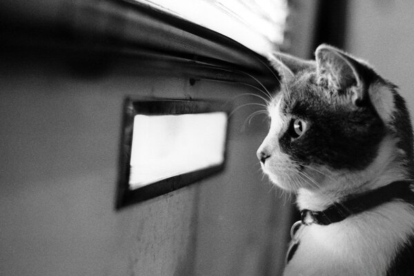 A thoughtful cat looking through the door crack