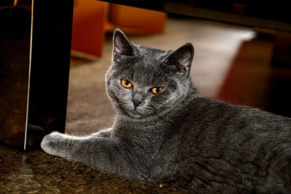 Le chat fumé de valyazhny se repose