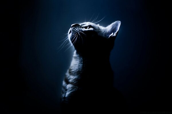 Cat profile on a dark background