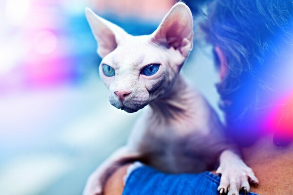 Portrait of a beige sphinx cat