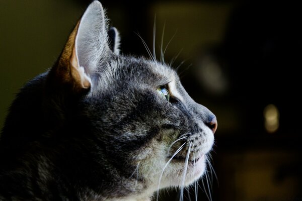 Graue Katze schaut auf das Licht