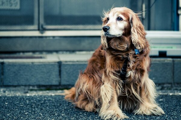 Beau chien assis sur le trottoir