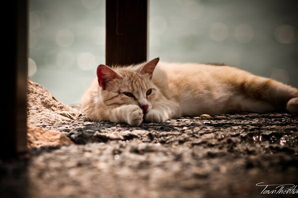 Sleeping cat of red color