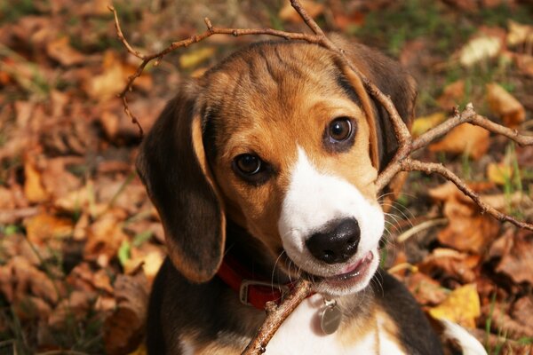 Baby Beagle mit Zauberstab