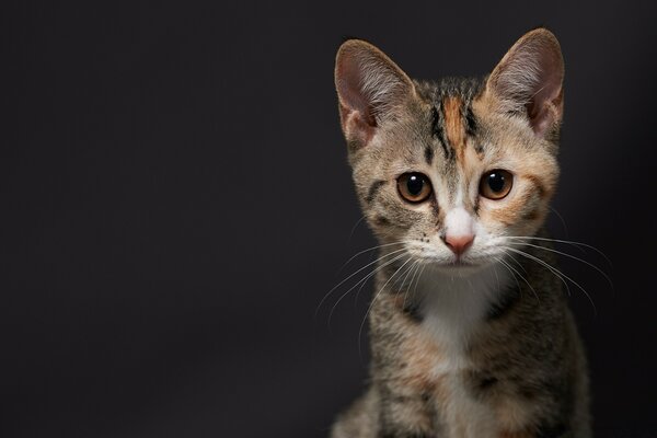 Gatto al buio con grandi occhi