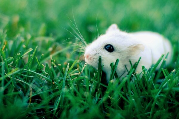 Bébé hamster sur une promenade