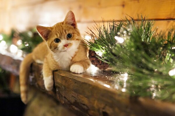 Rote Katze liegt auf einem Holzregal mit Ornamenten