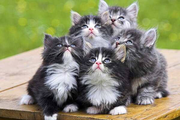 Cinq chatons mignons regardent vers le haut