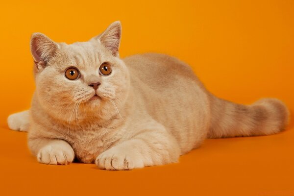 Chat blanc sur fond orange